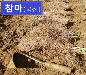 [국산]_ 참마 / 강원도 청정 무공해 건강 월빙 농산물