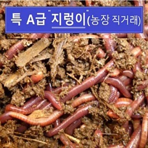 [특A급]_ 지렁이 / 농장 직거래_ 추천 낚시 미끼